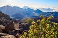 Green life on the HaleakalÃÂ mountain during sunrise